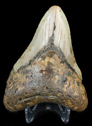 Large, Megalodon Tooth - North Carolina #47204